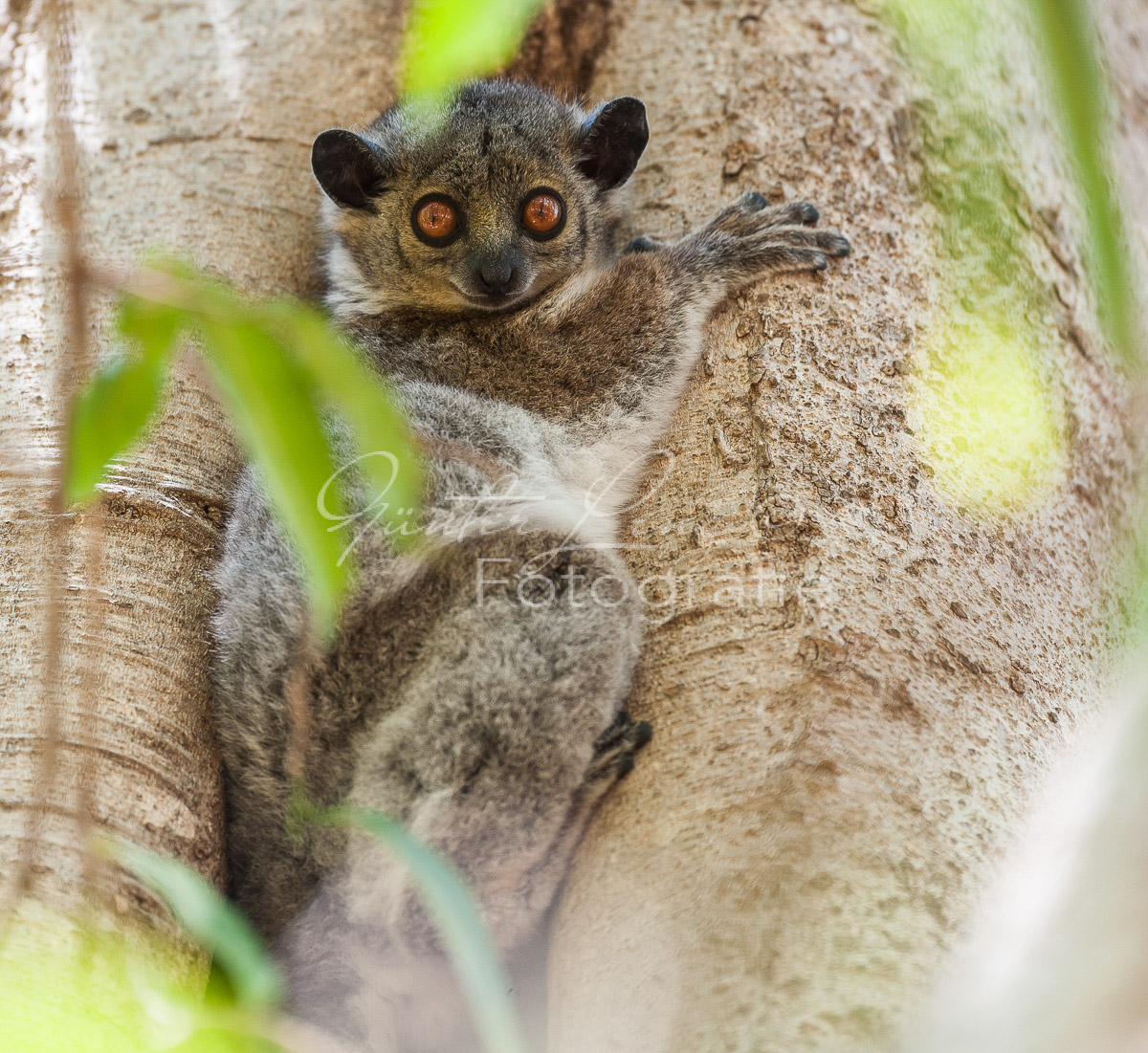 Madagaskar