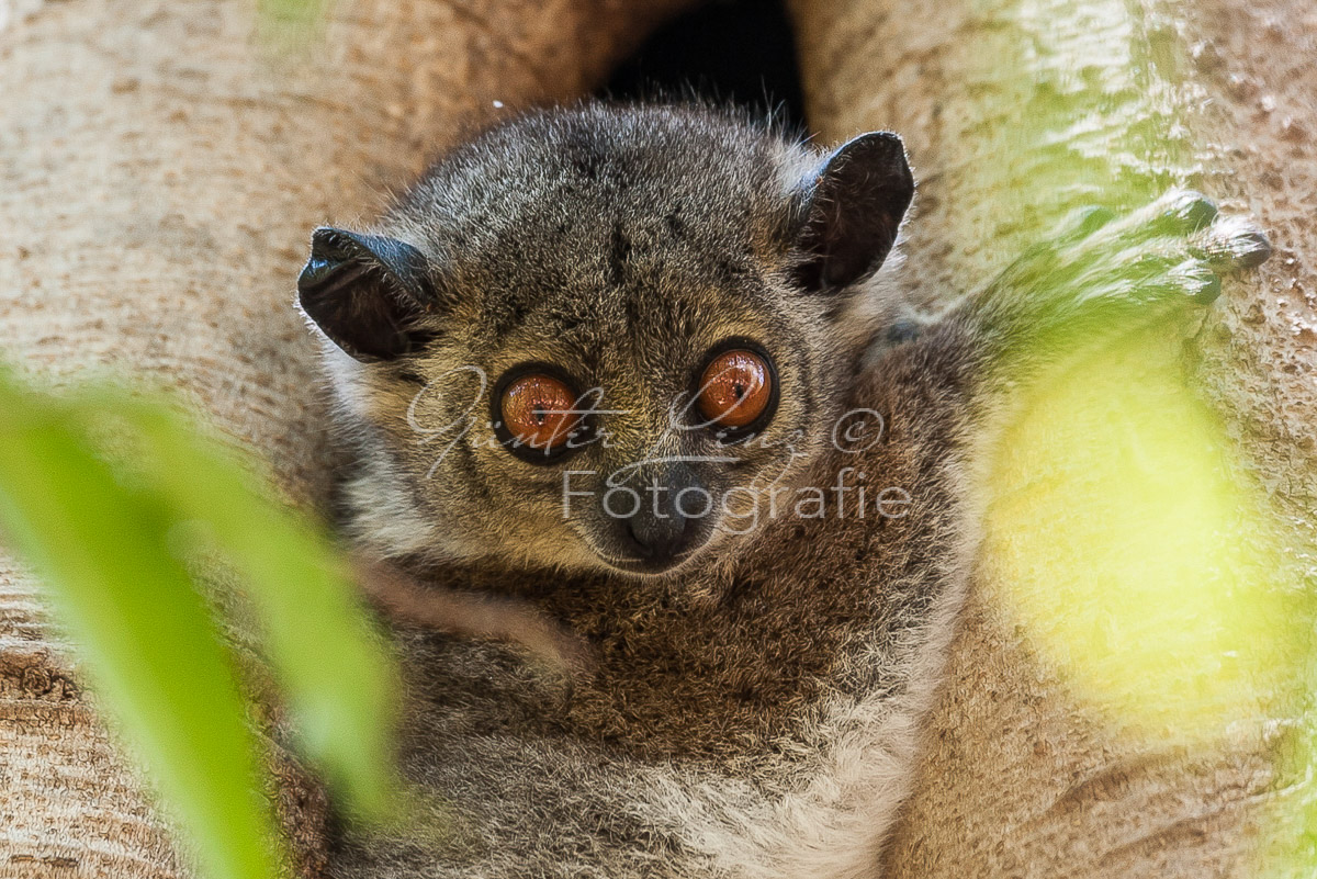 Madagaskar