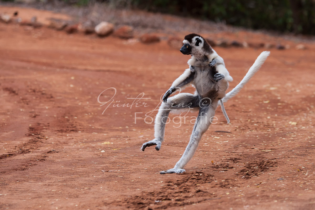 Madagaskar