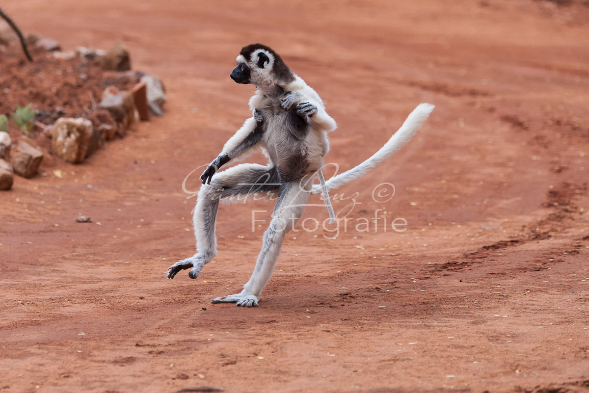 Madagaskar