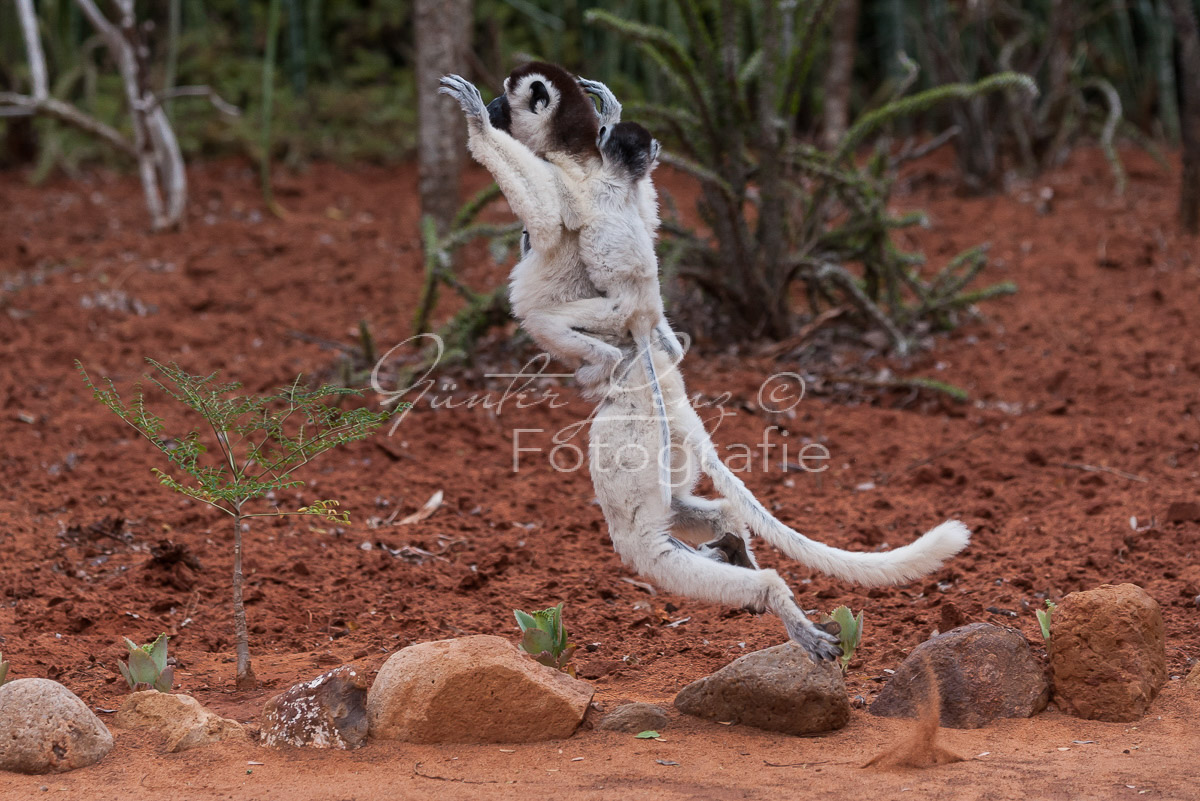 Madagaskar