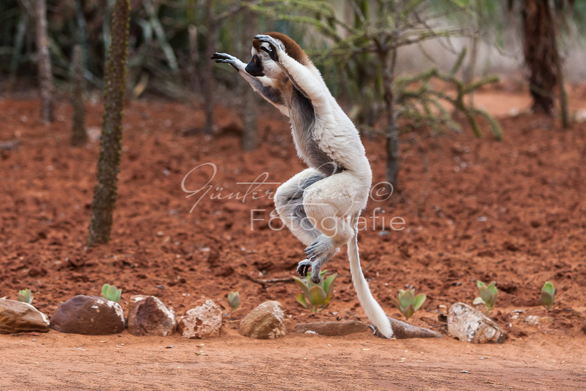 Madagaskar