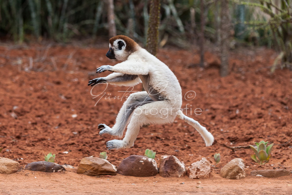 Madagaskar