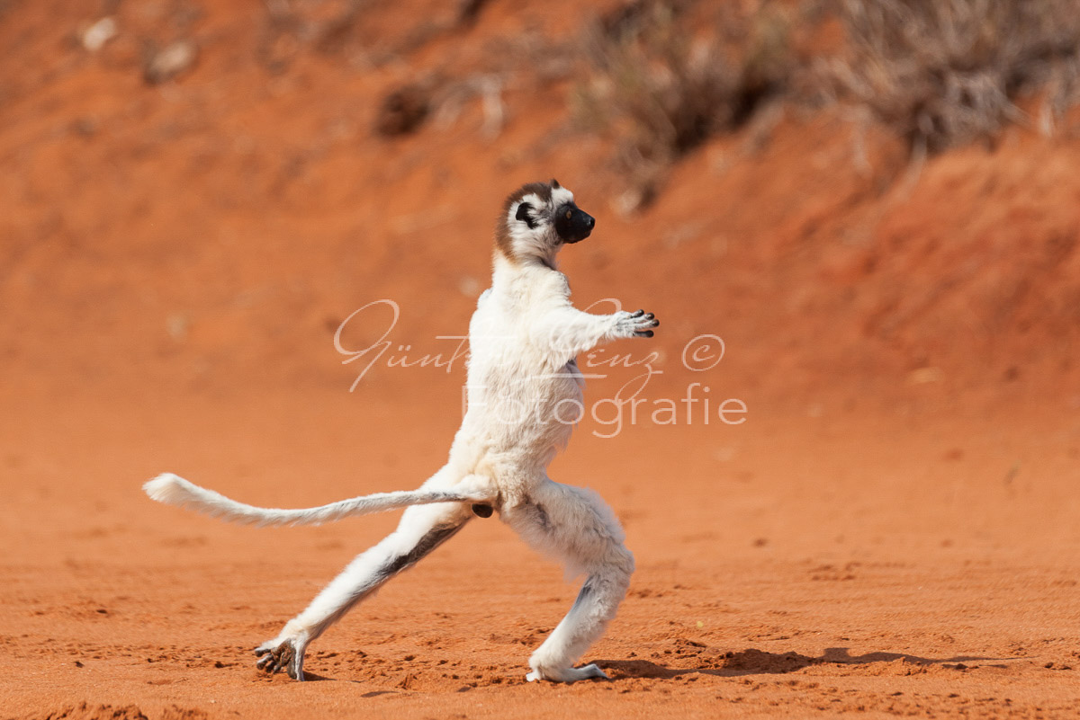 Madagaskar