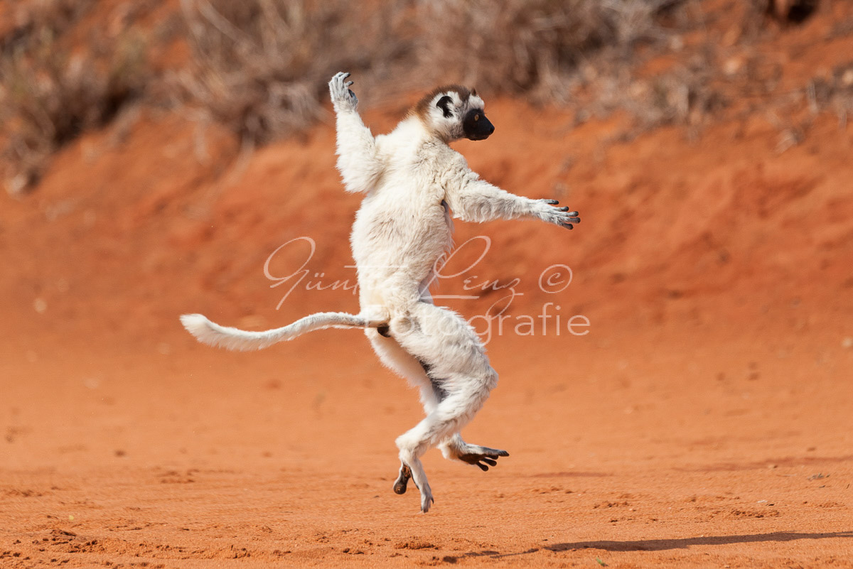 Madagaskar