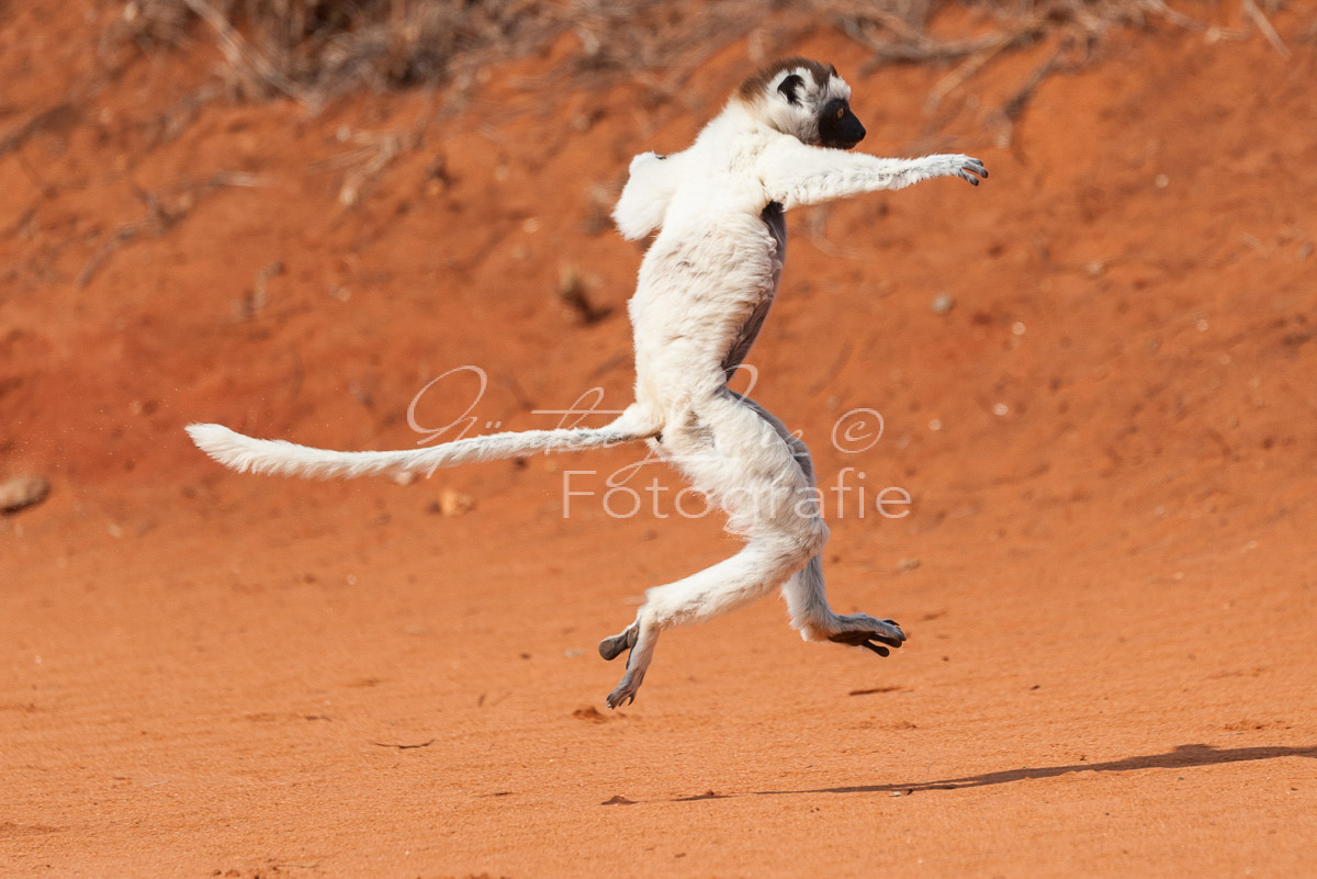 Madagaskar