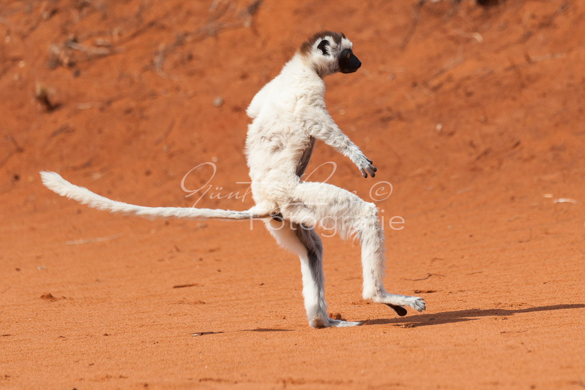 Madagaskar