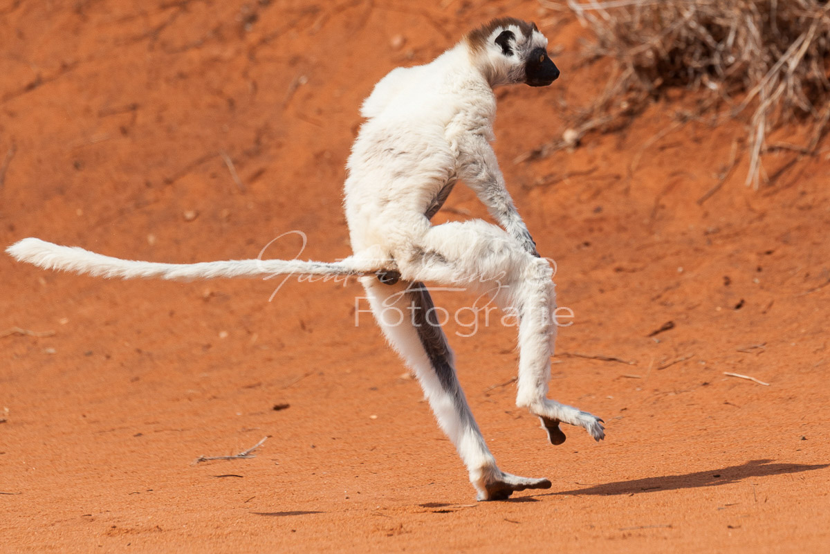 Madagaskar
