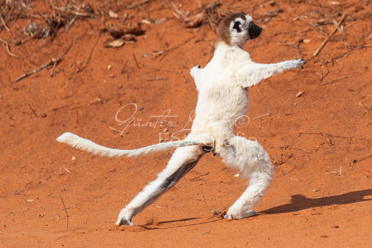 Madagaskar