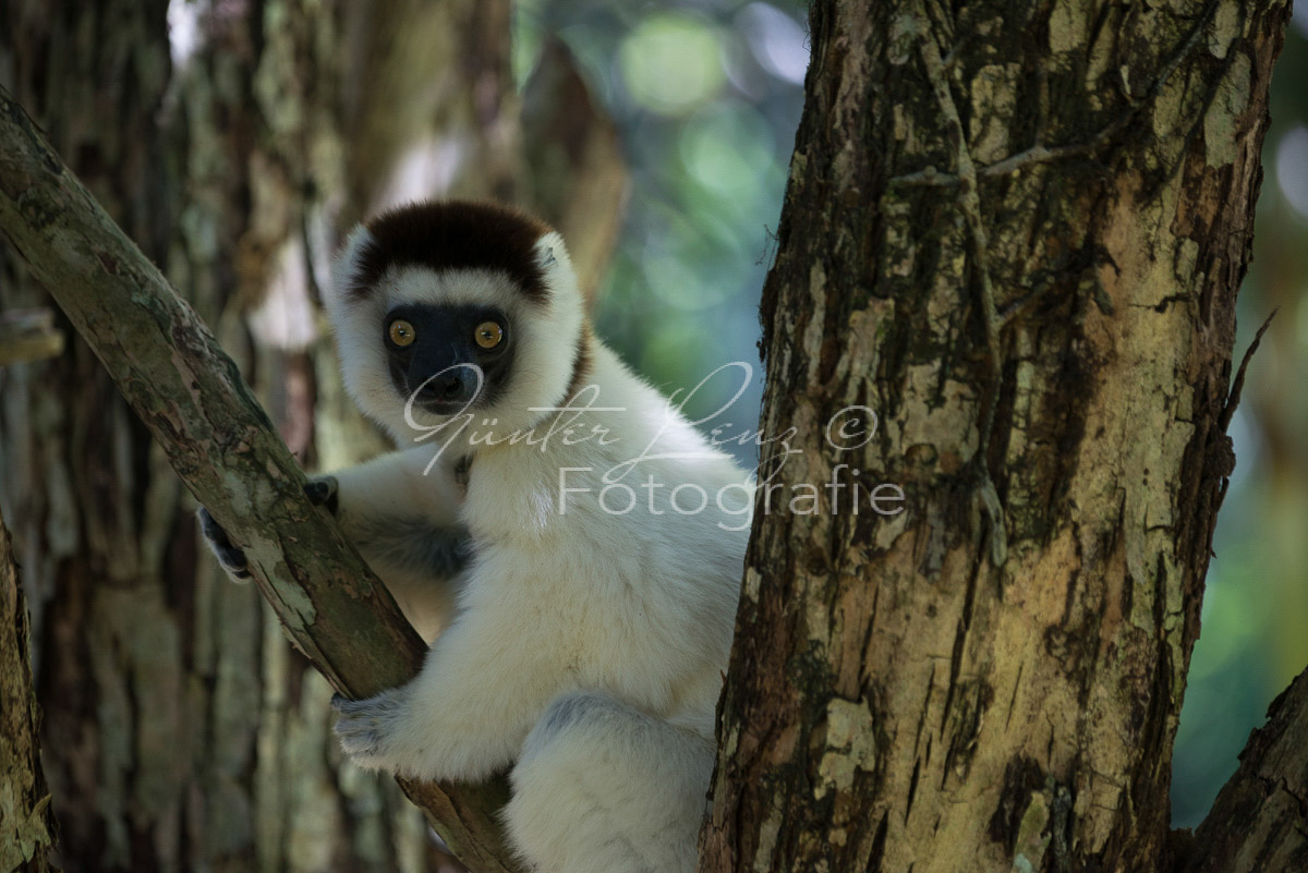 Larvensifaka