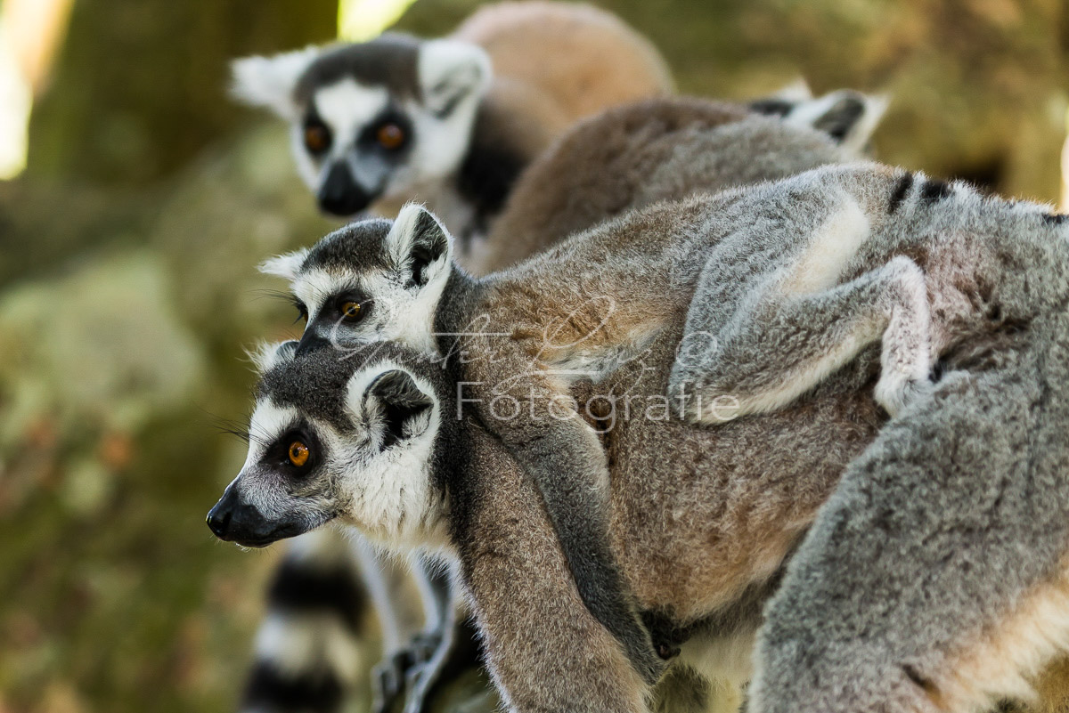 Katta (Lemur catta)