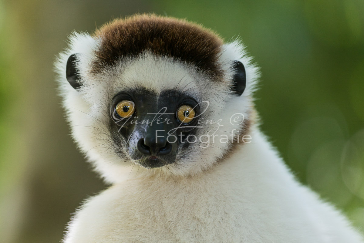 Larvensifaka