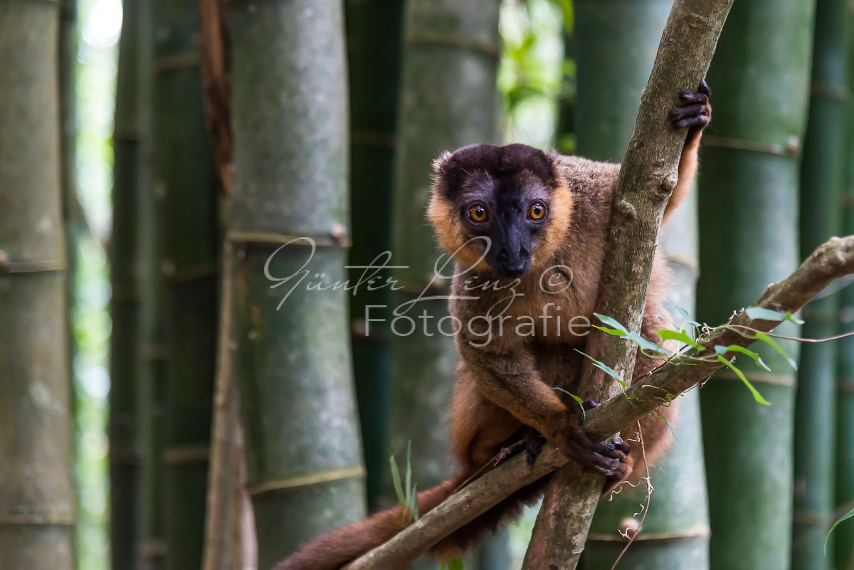 Madagaskar