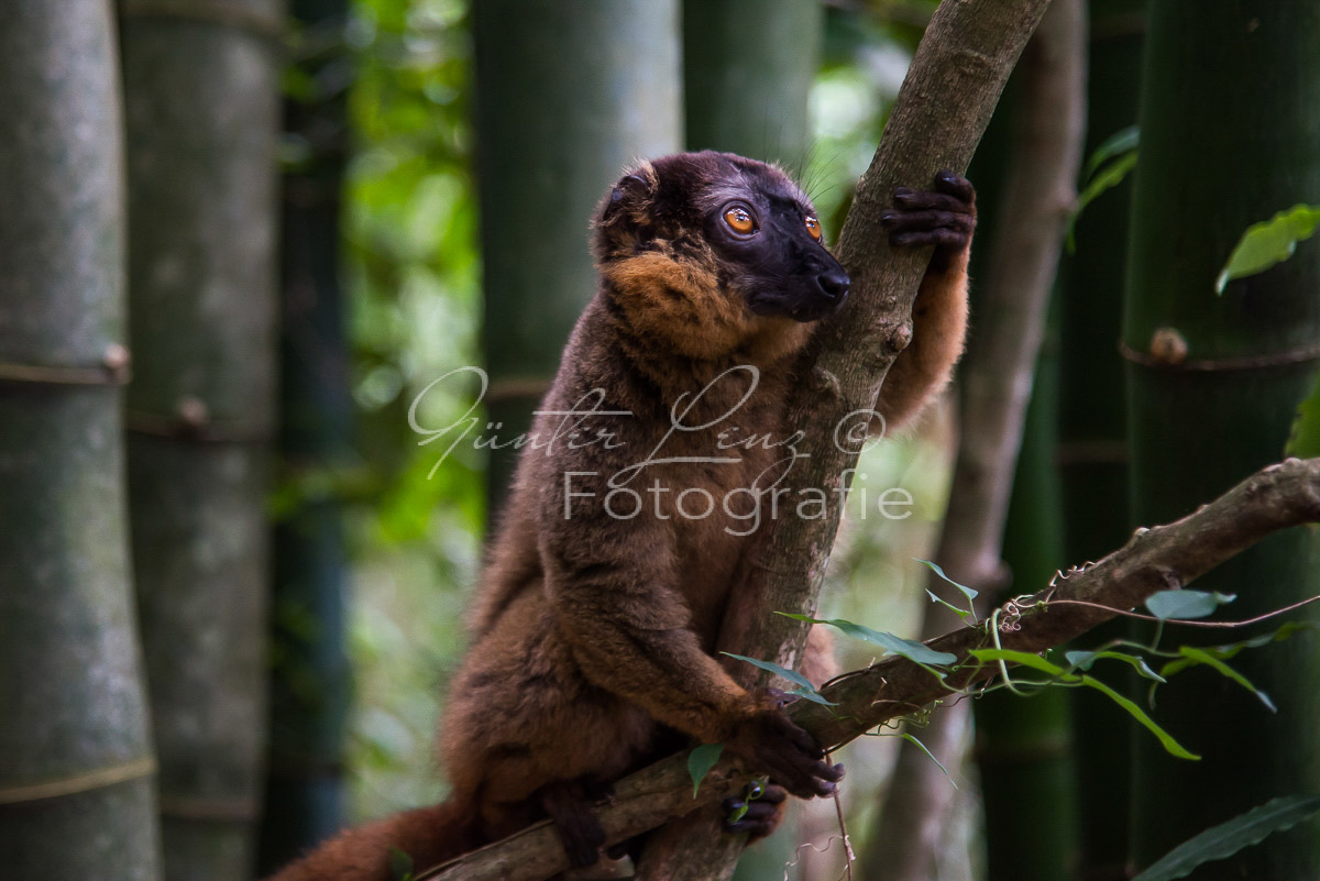 Madagaskar