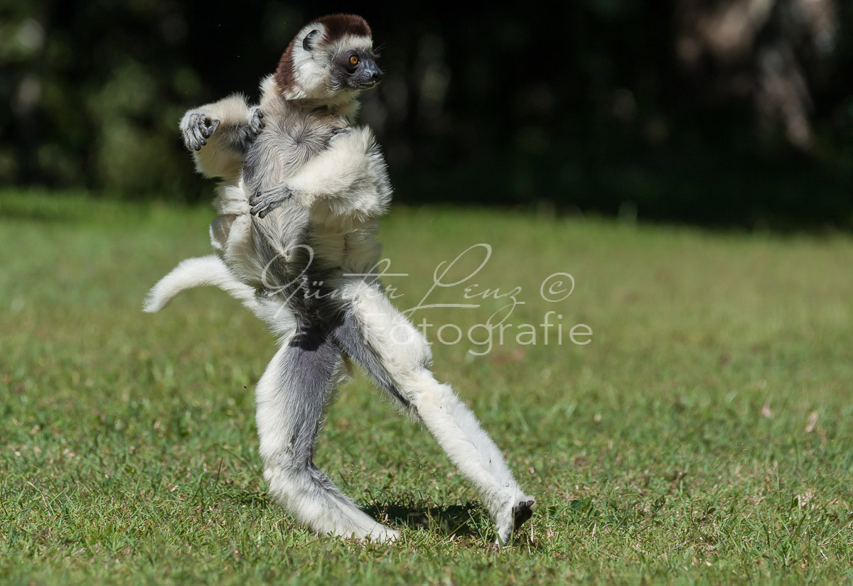 Larvensifaka