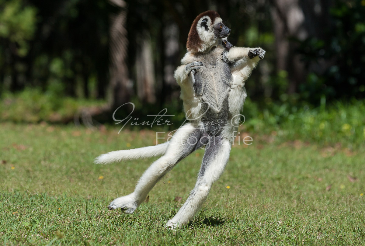 Larvensifaka