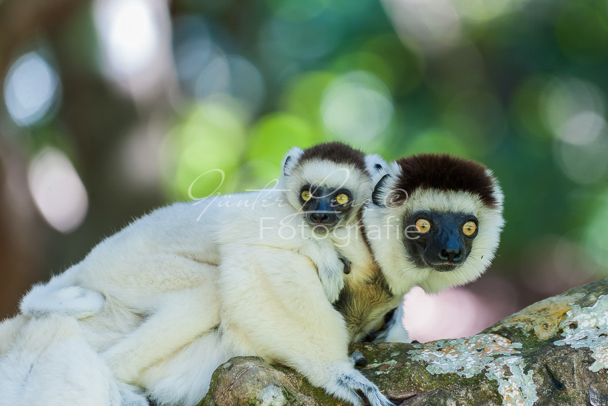 Larvensifaka