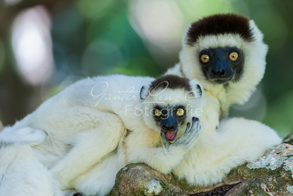 Larvensifaka