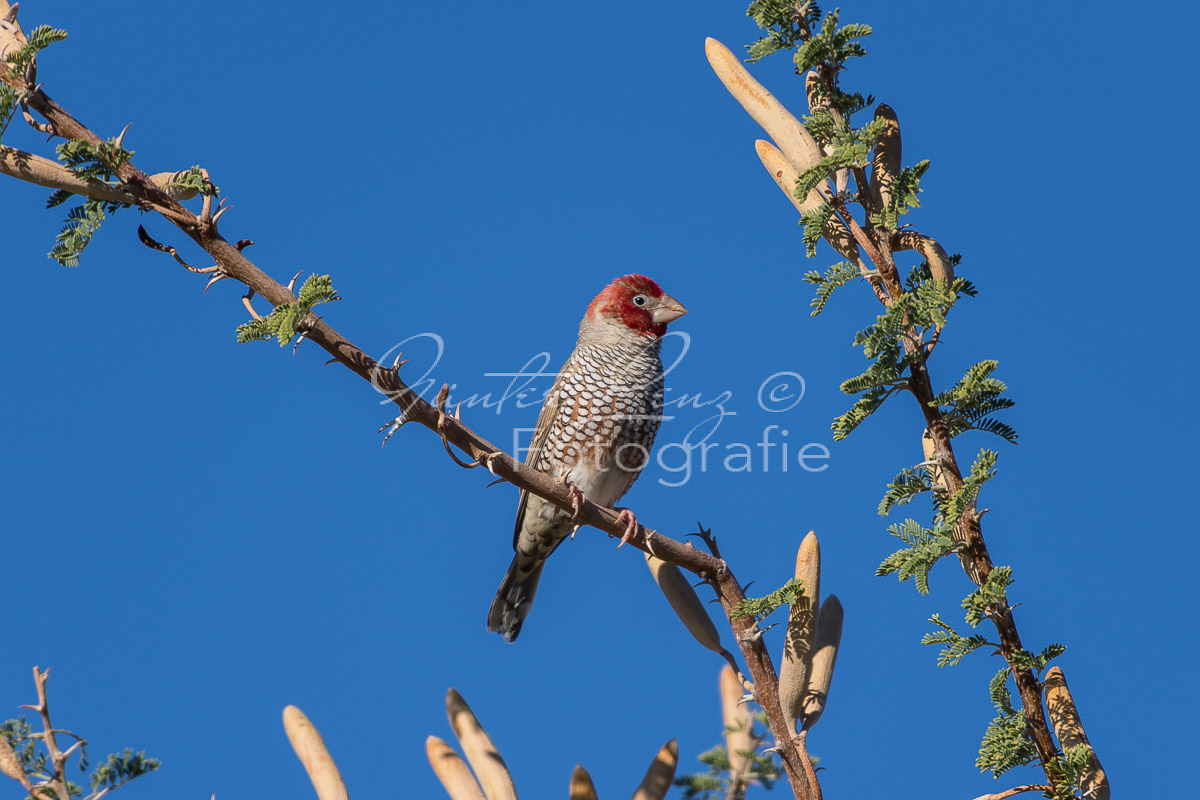 Rotkopfamadine (Amadina erythrocephala)