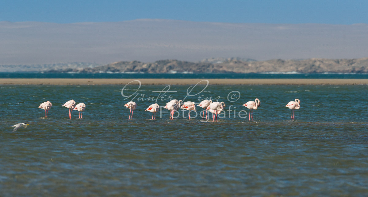 Rosa Flamingo, (Phoenicopterus roseus), Lüderitz, Karas Namibia