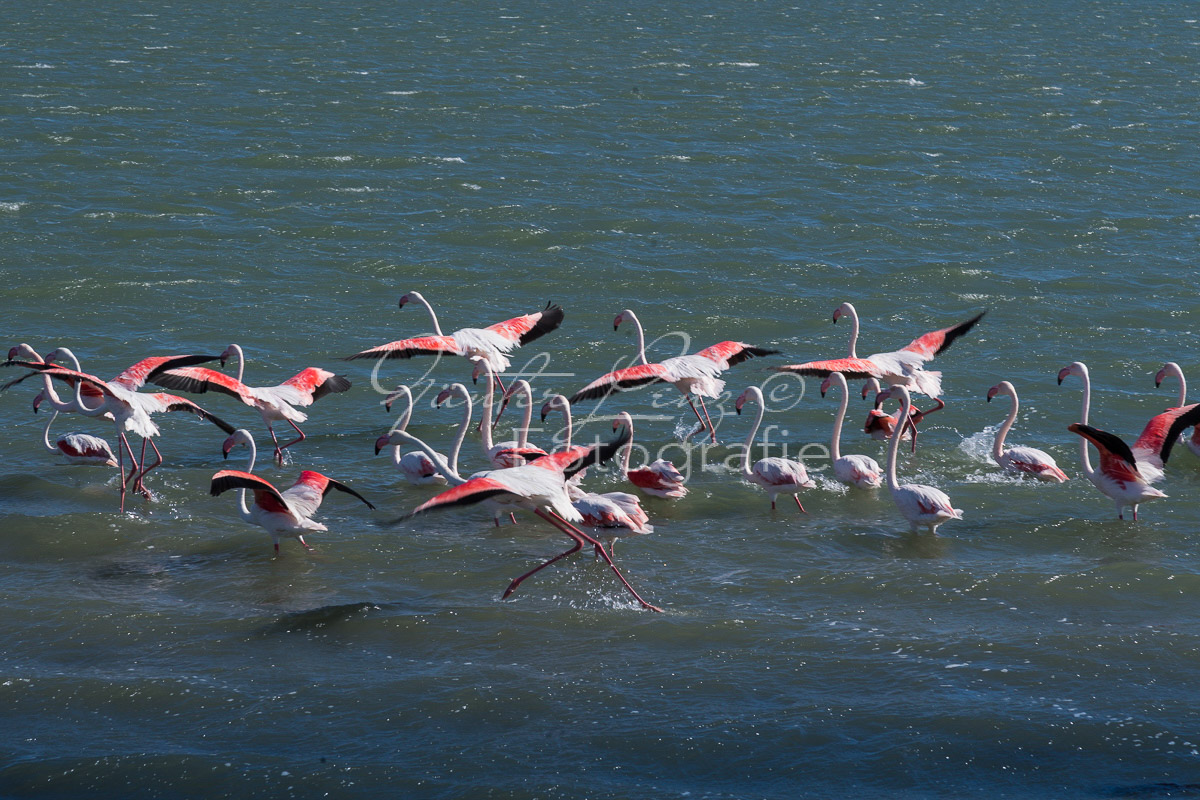 Rosa Flamingo, (Phoenicopterus roseus), Lüderitz, Karas Namibia