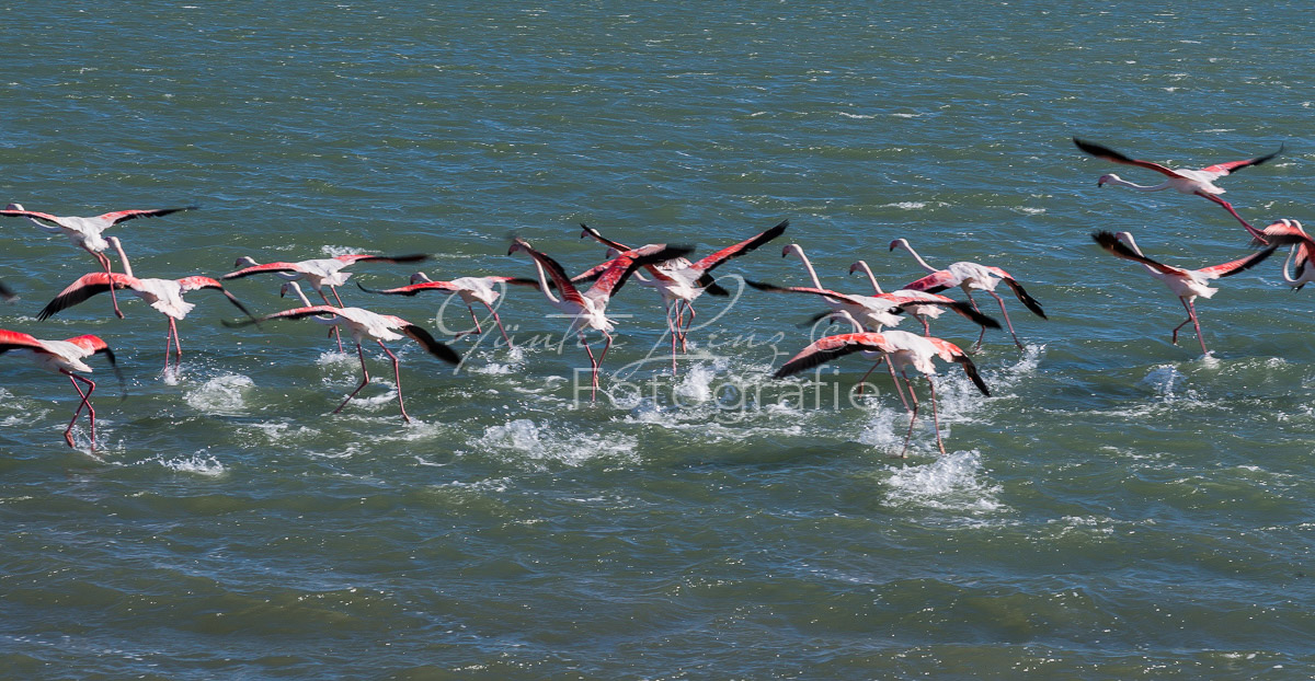 Rosa Flamingo, (Phoenicopterus roseus), Lüderitz, Karas Namibia