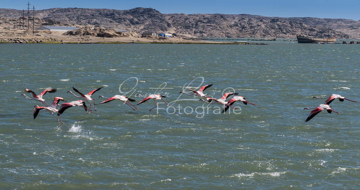 Rosa Flamingo, (Phoenicopterus roseus), Lüderitz, Karas Namibia