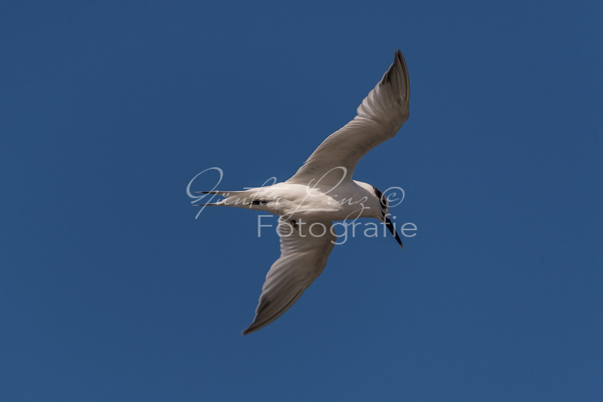 Brandseeschwalbe (Thalasseus sandvicensis), Diaz Halbinsel, Lüderitz, Karas Namibia