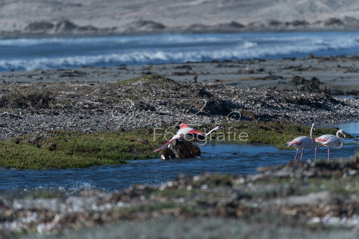 Fleigende Rosaflamingos (Phoenicopterus roseus),