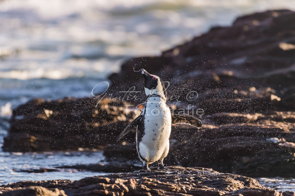 Diaz Halbinsel, Lüderitz, Karas Namibia