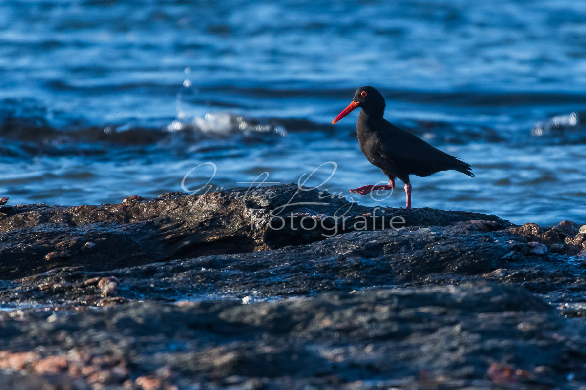 Diaz Halbinsel, Lüderitz, Karas Namibia