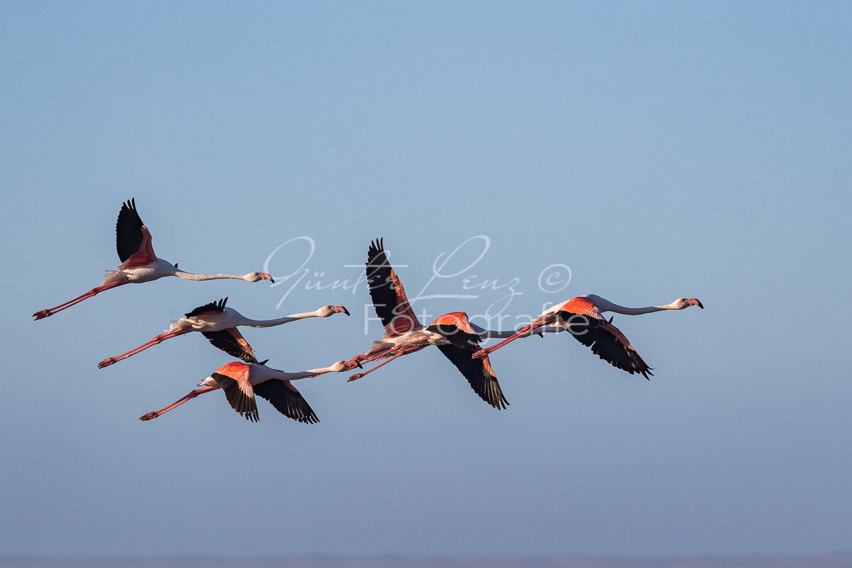 Rosaflamingo (Phoenicopterus roseus), Diaz Halbinsel, Lüderitz, Karas Namibia