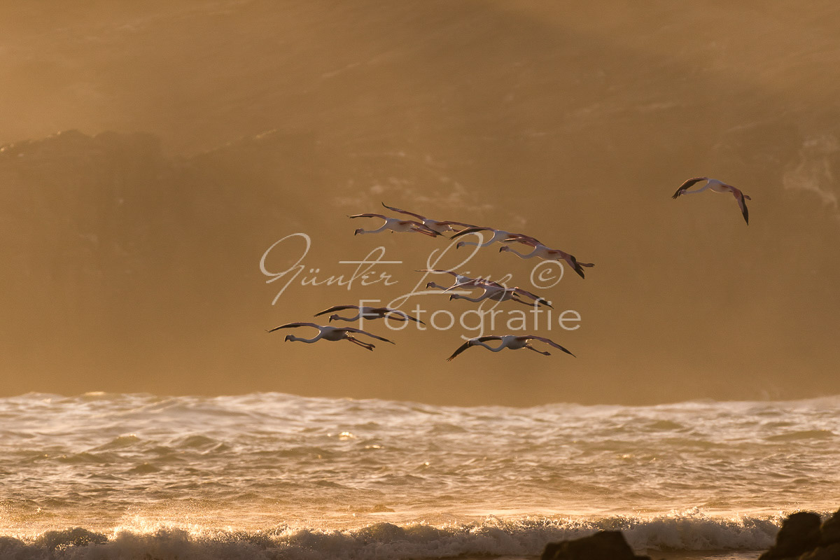 Rosaflamingo (Phoenicopterus roseus), Diaz Halbinsel, Lüderitz, Karas Namibia