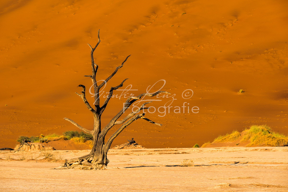 Toter Baum, Deadvlei, Sossusvlei-Gebiet, Namib Wüste