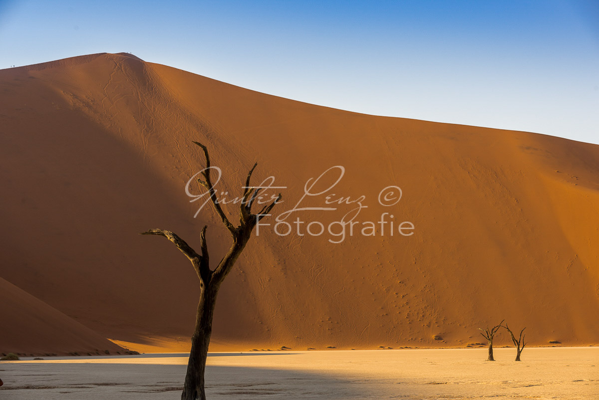 Toter Baum, Deadvlei, Sossusvlei-Gebiet, Namib Wüste