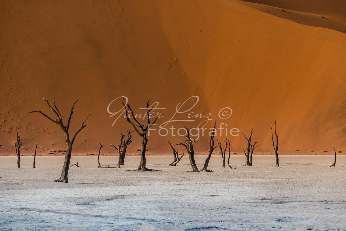 Toter Baum, Deadvlei, Sossusvlei-Gebiet, Namib Wüste