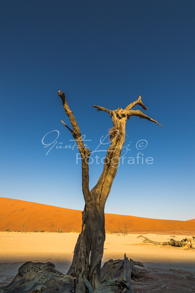 Toter Baum, Deadvlei, Sossusvlei-Gebiet, Namib Wüste