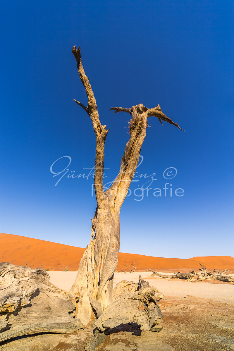 Toter Baum, Deadvlei, Sossusvlei-Gebiet, Namib Wüste