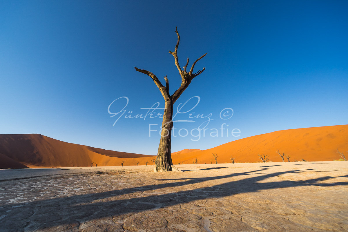 Toter Baum, Deadvlei, Sossusvlei-Gebiet, Namib Wüste
