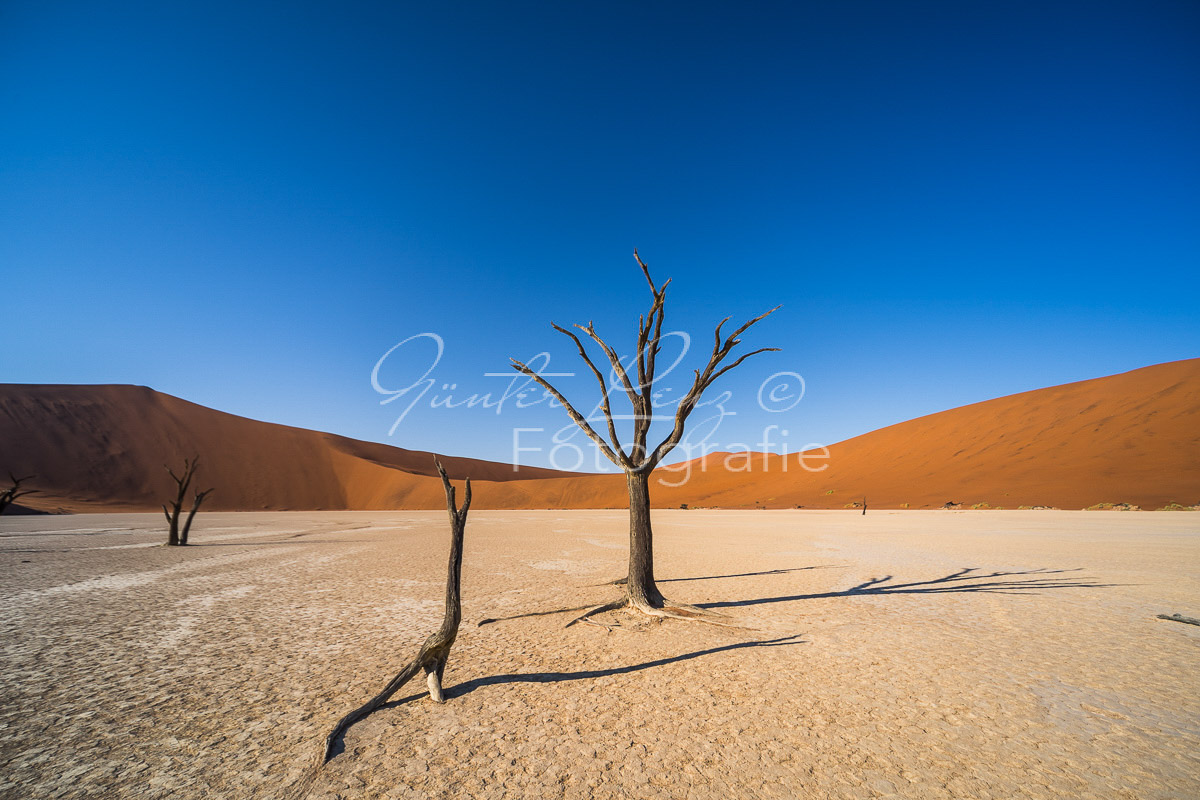Toter Baum, Deadvlei, Sossusvlei-Gebiet, Namib Wüste