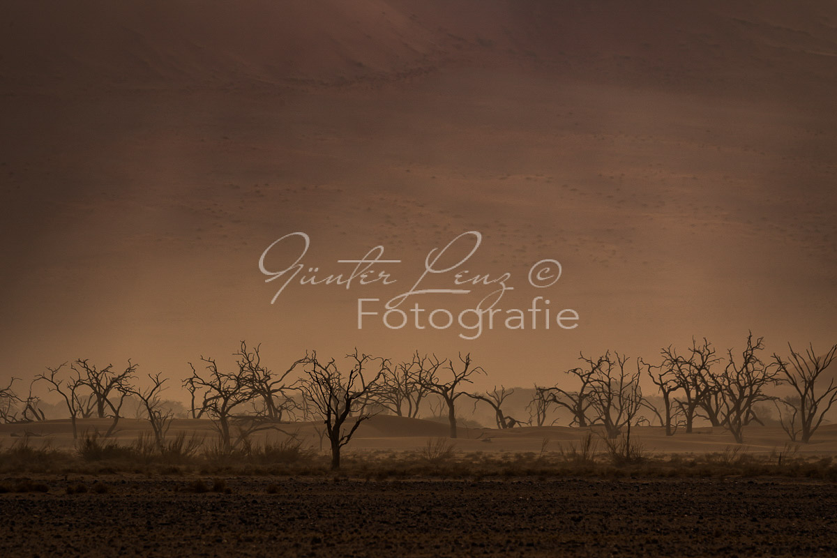 Trockene Bäume im Tsauchabtal, Sossusvlei, Namib Wüste