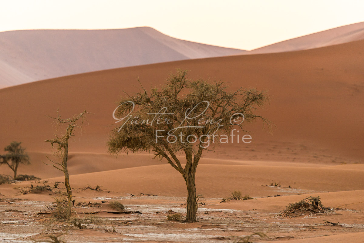 Akazie vor Sanddünen, Sossusvlei, Namib Wüste