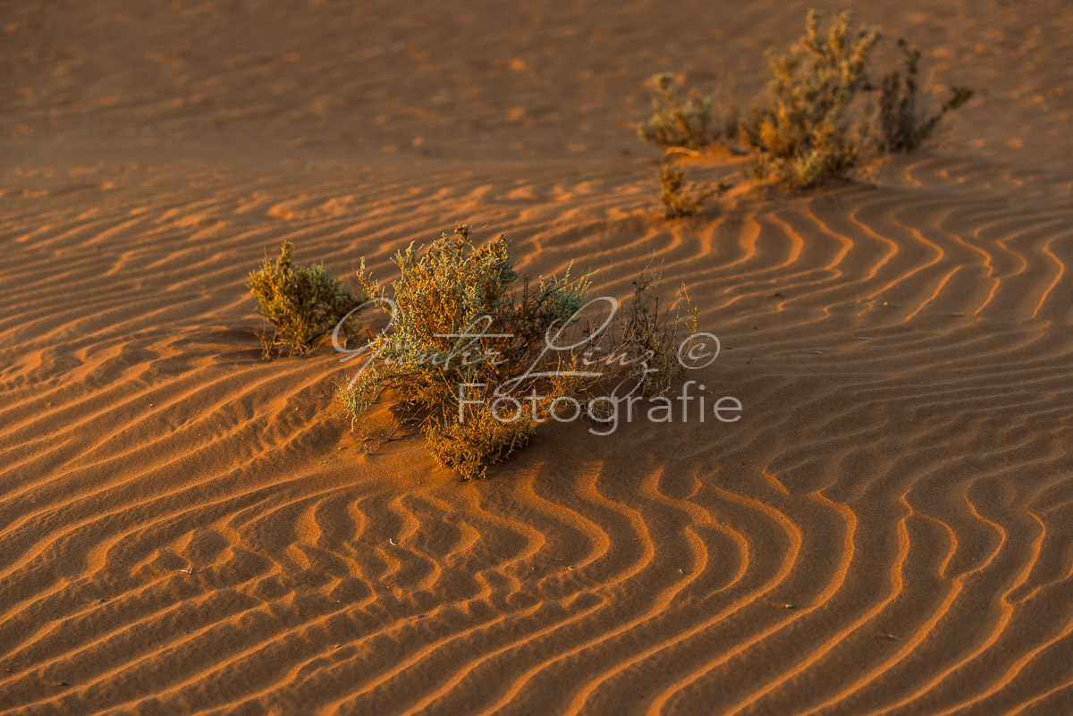 Busch auf Sanddüne, Sossusvlei, Namib Wüste