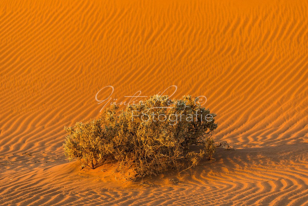 Busch auf Sanddüne, Sossusvlei,