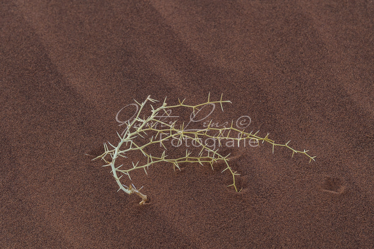 Dornbusch, Sossusvlei,