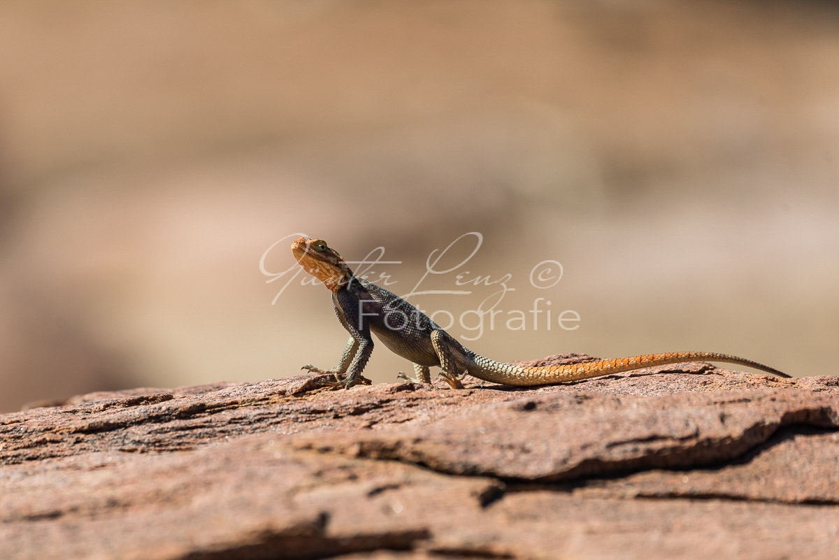 Siedleragame (Agama agama)