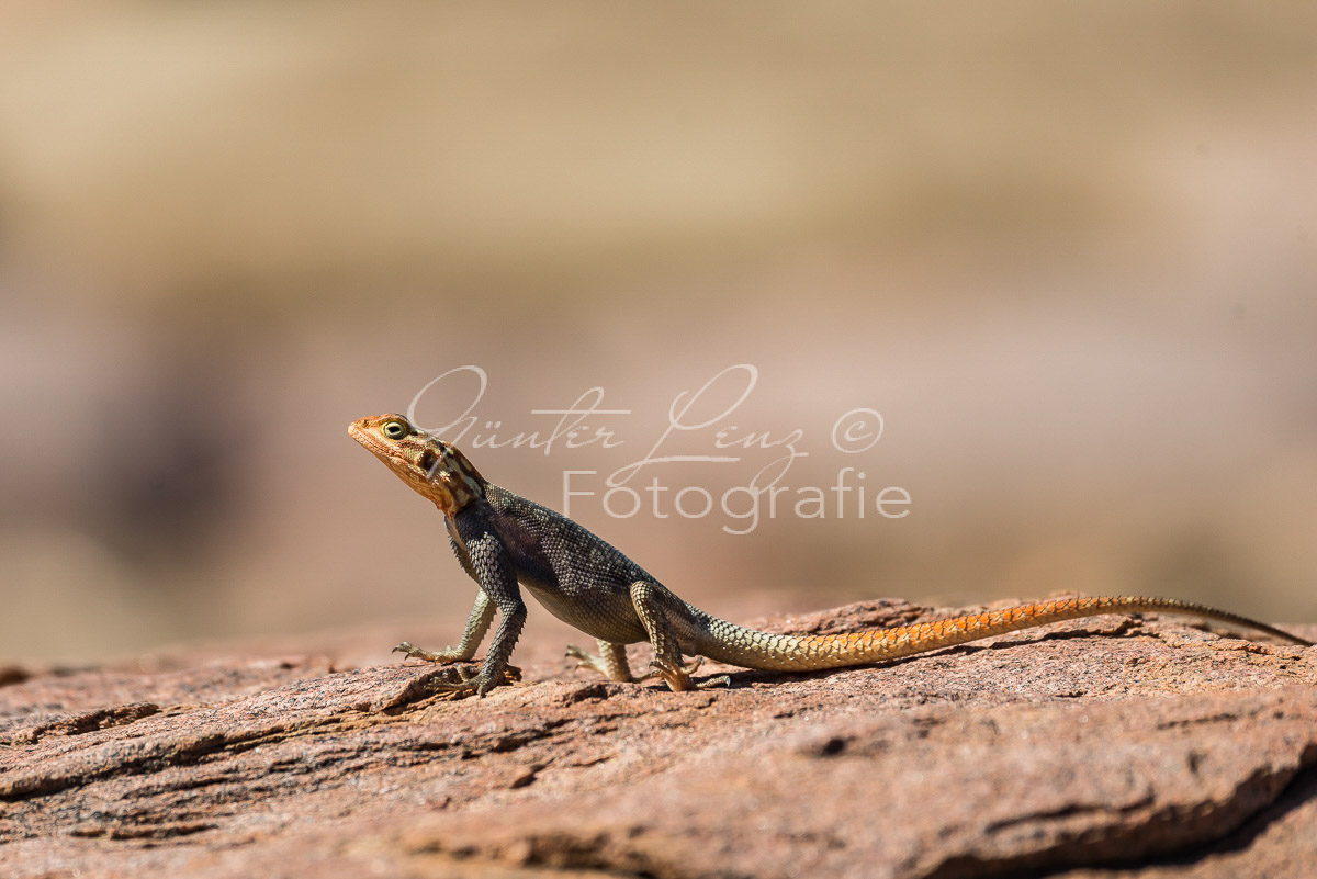 Siedleragame (Agama agama)