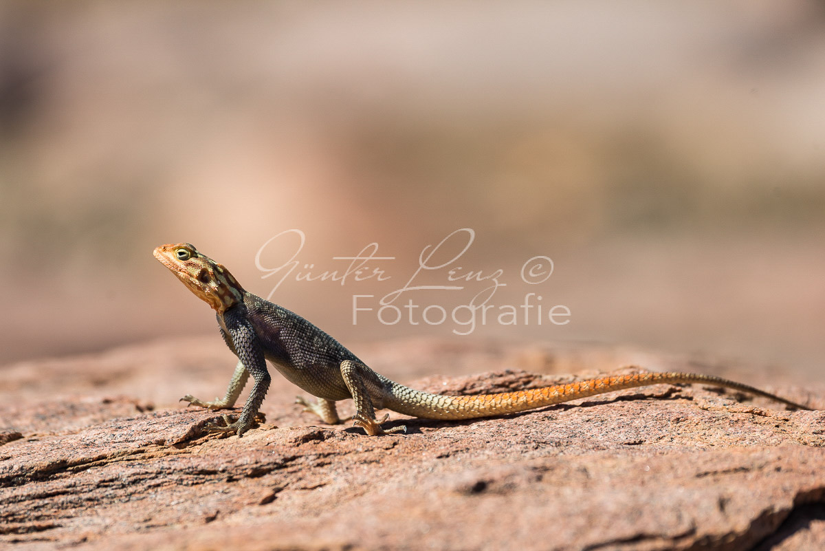 Siedleragame (Agama agama)