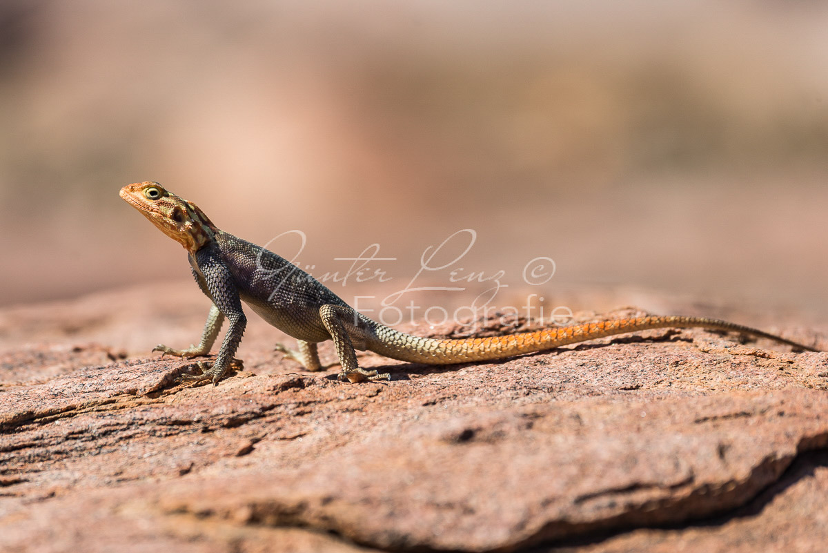 Siedleragame (Agama agama)