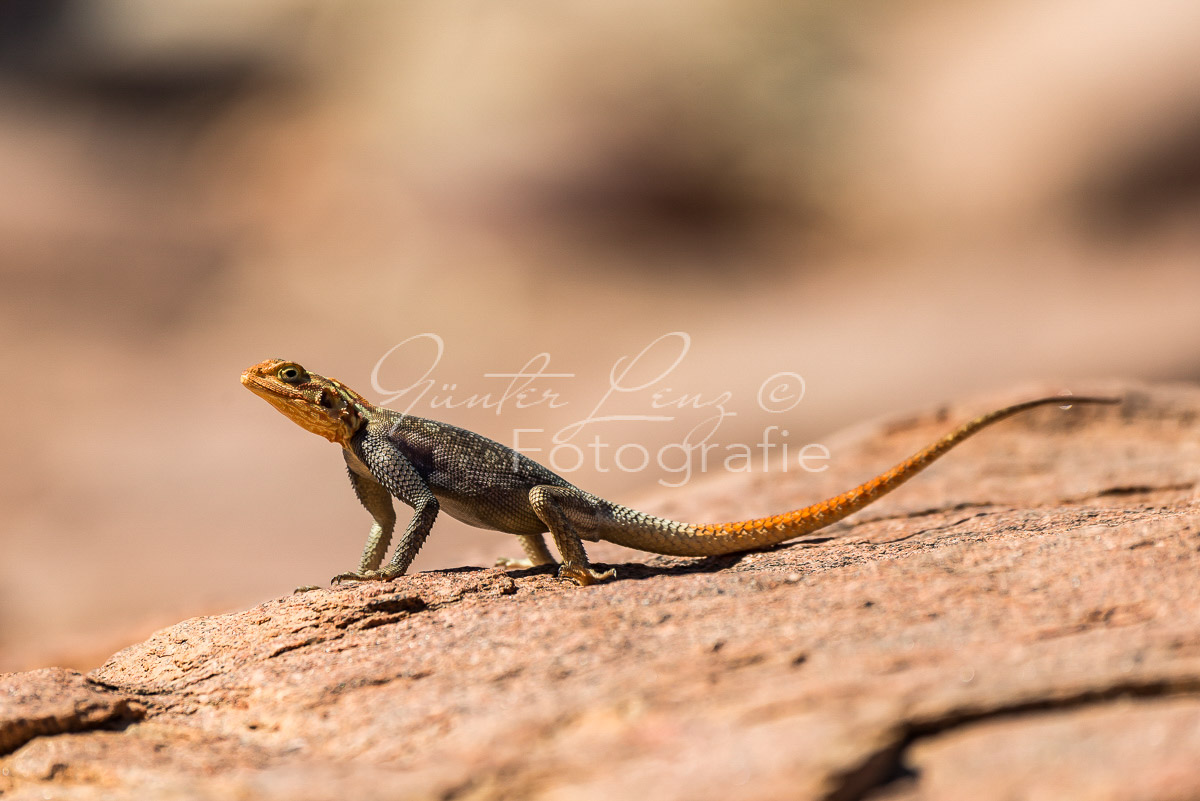 Siedleragame (Agama agama)